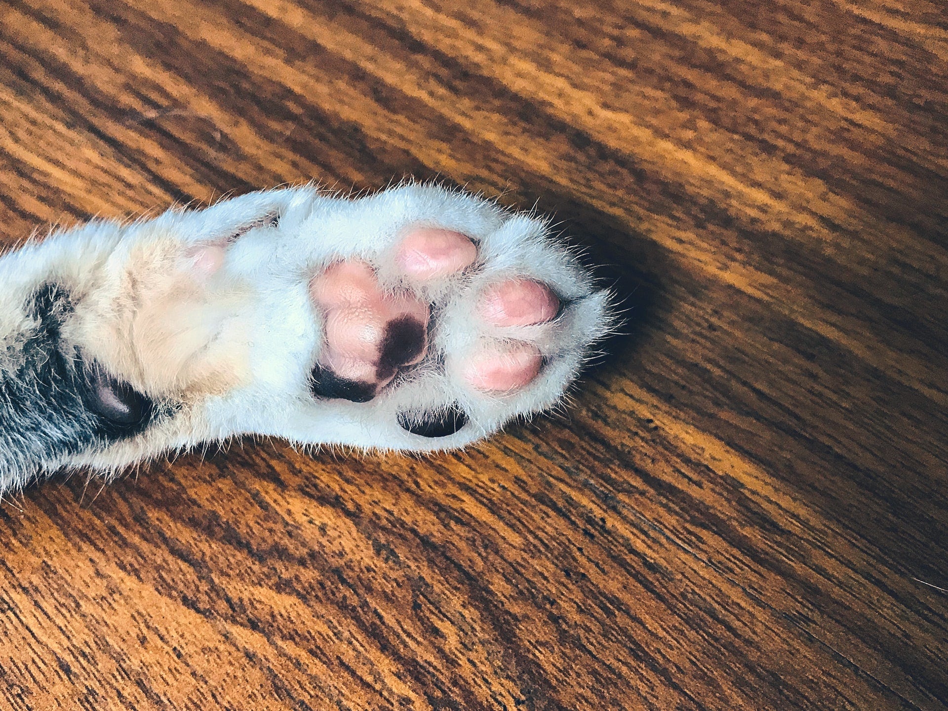 Close-up of a gray and white cat paw showcasing pink toe pads on a wooden surface