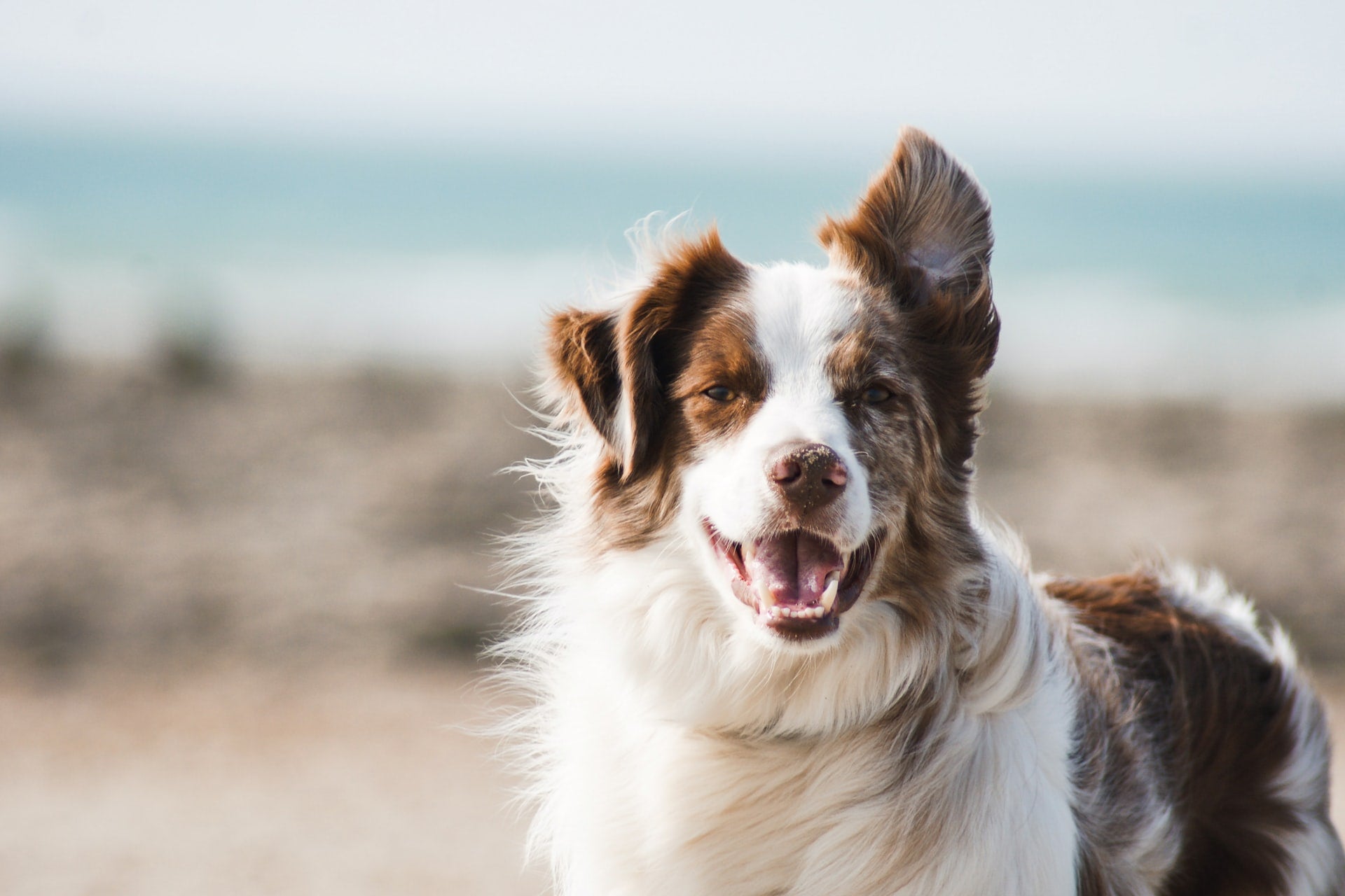 Happy brown and white dog outdoors with a blurred beach background