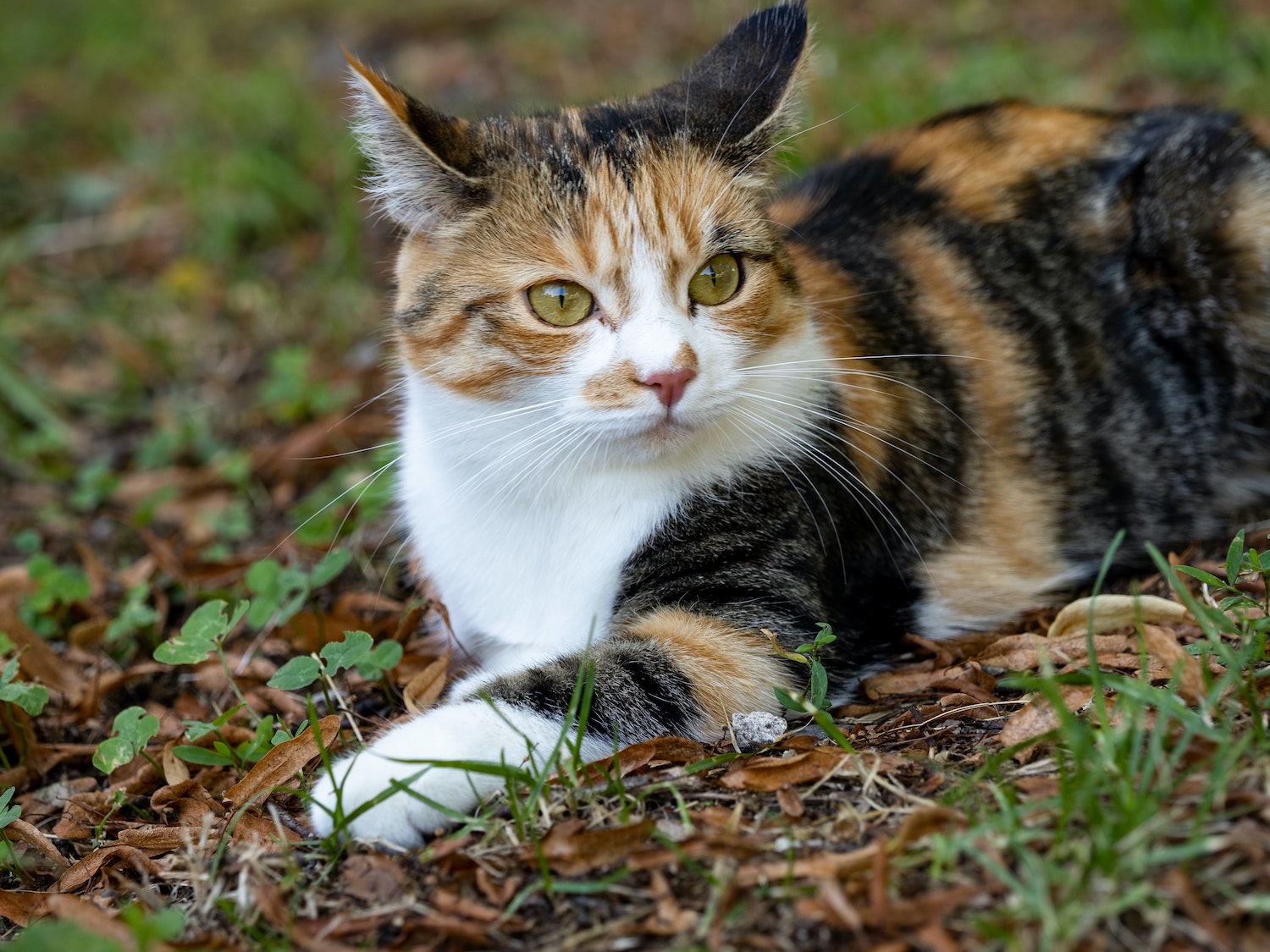 Calico cat resting outdoors among grass and fallen leaves