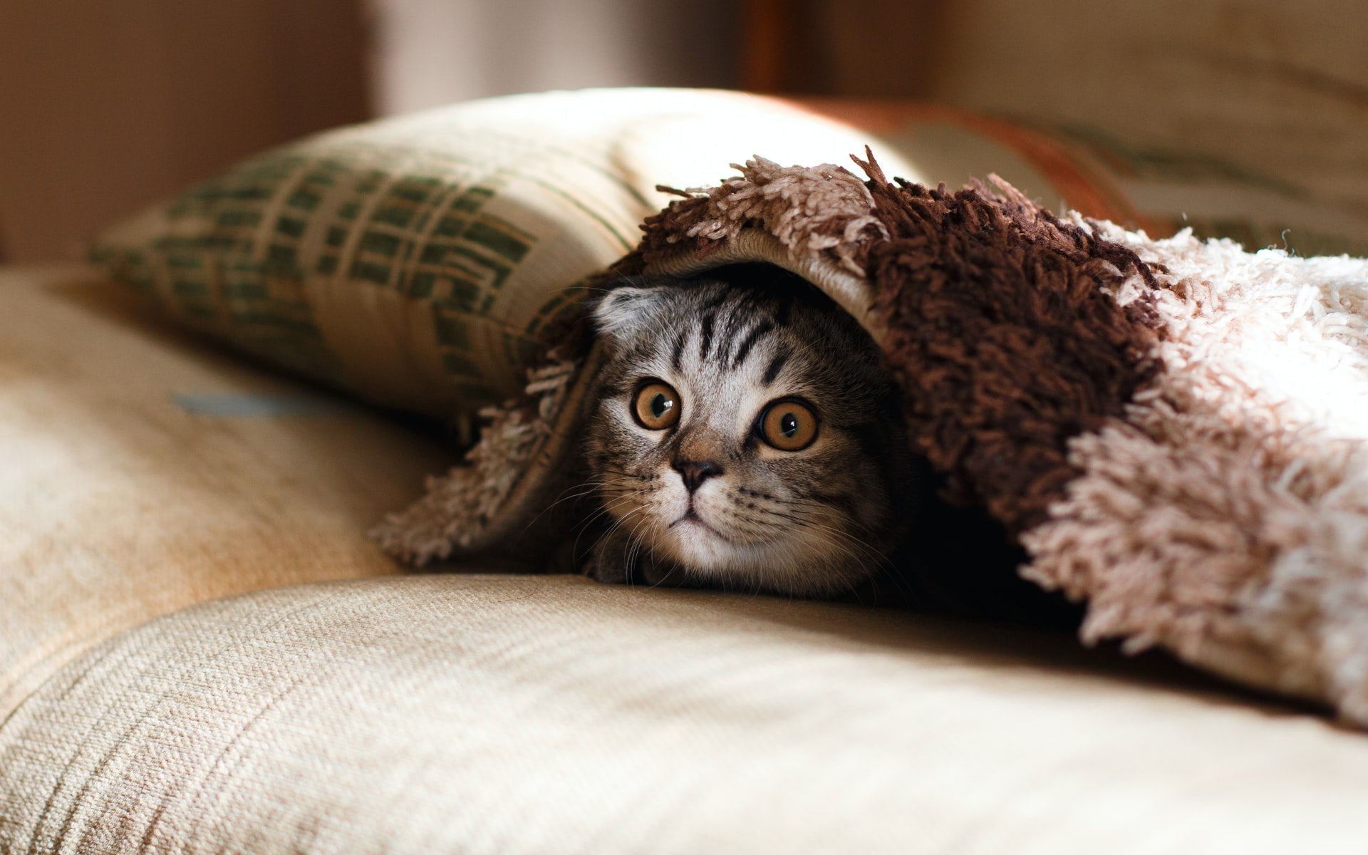 Gray tabby cat hiding under a textured blanket on a couch