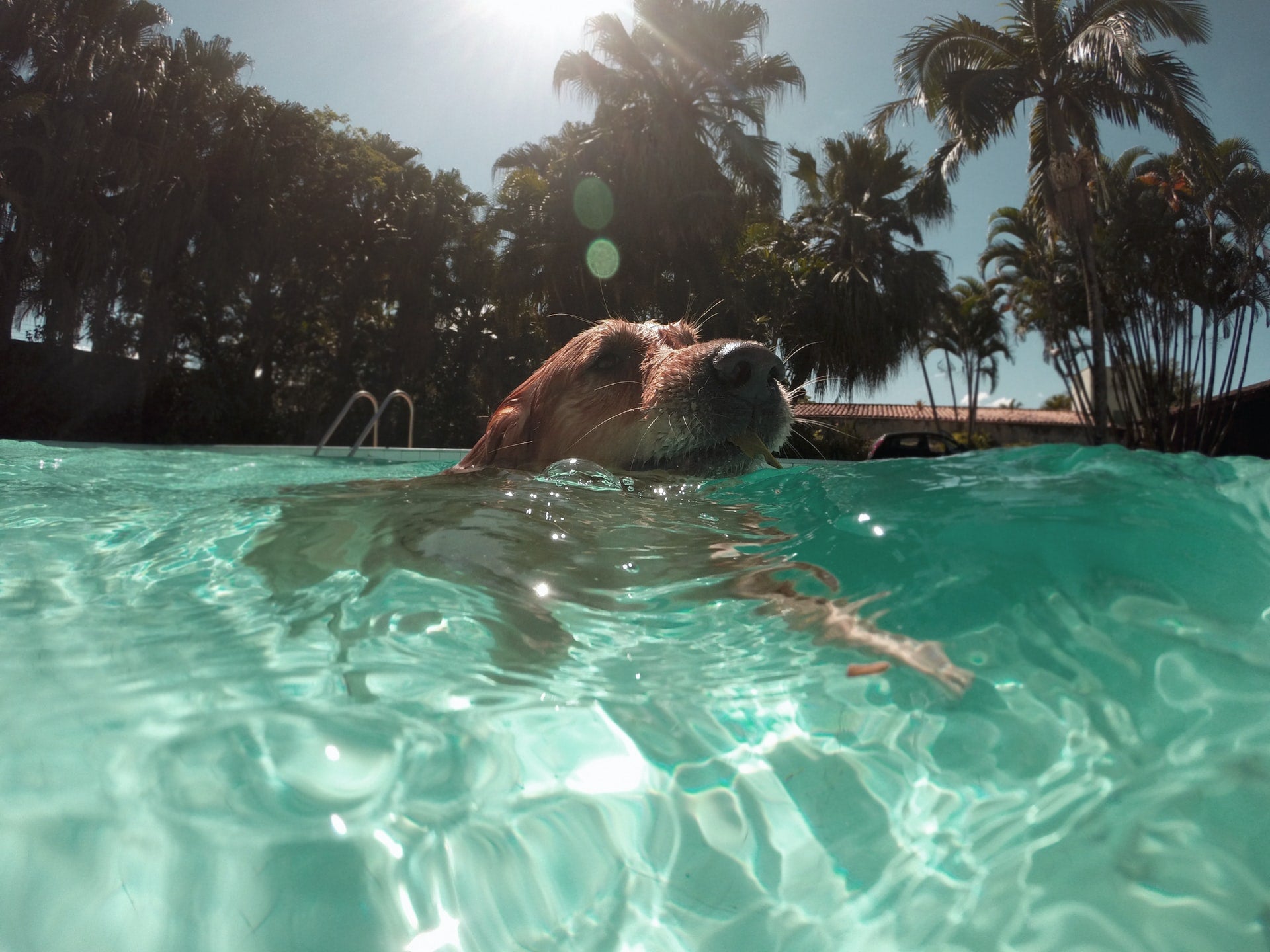 Dog swimming in a pool with palm trees in the background