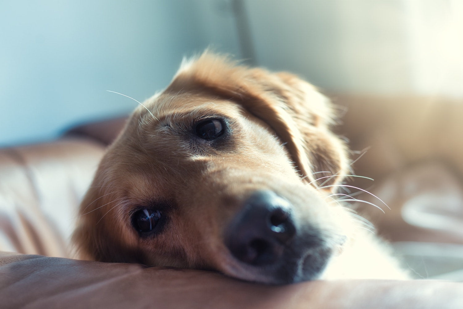 Dog resting its head on a bed in soft indoor light