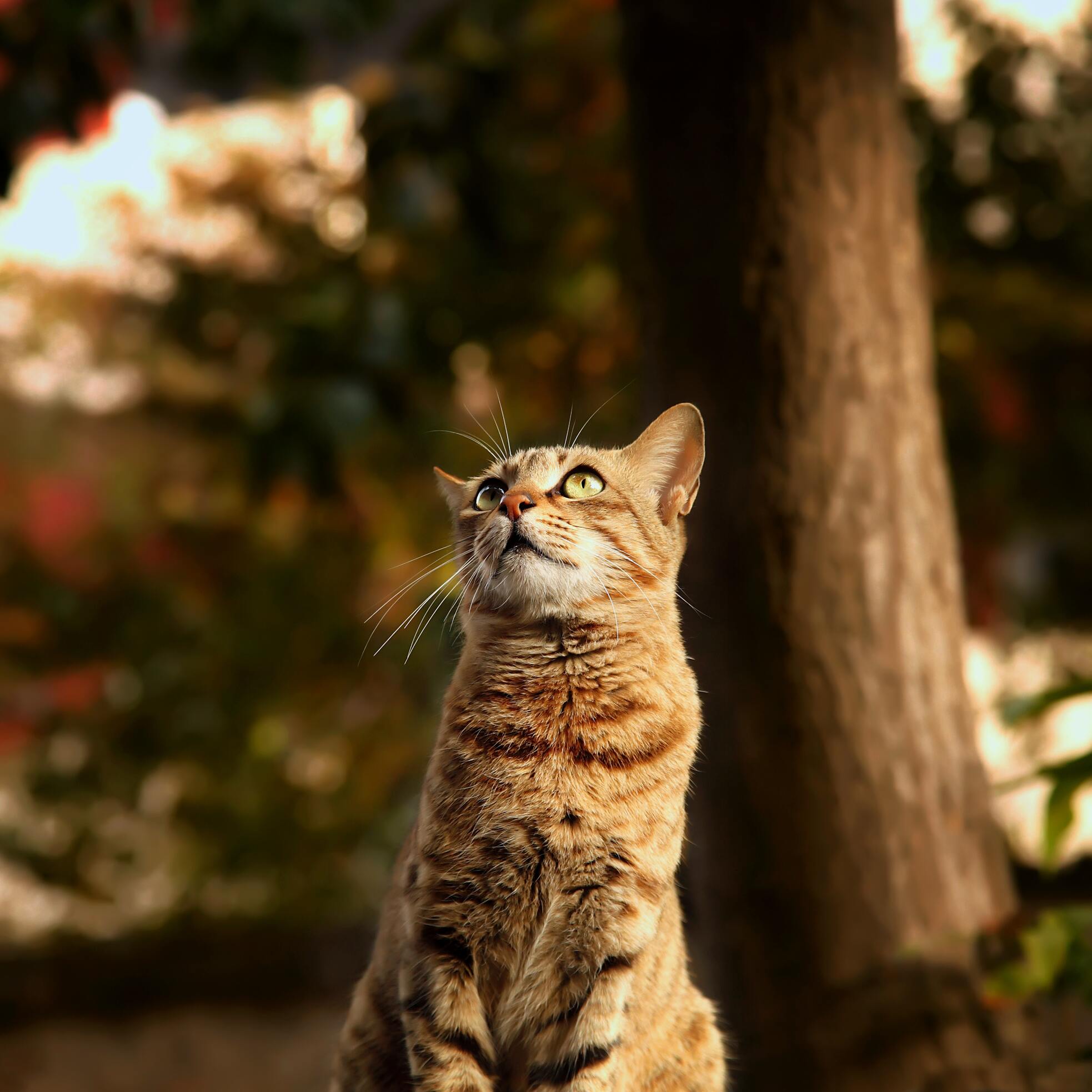 Orange tabby cat sitting outdoors among sunlit trees