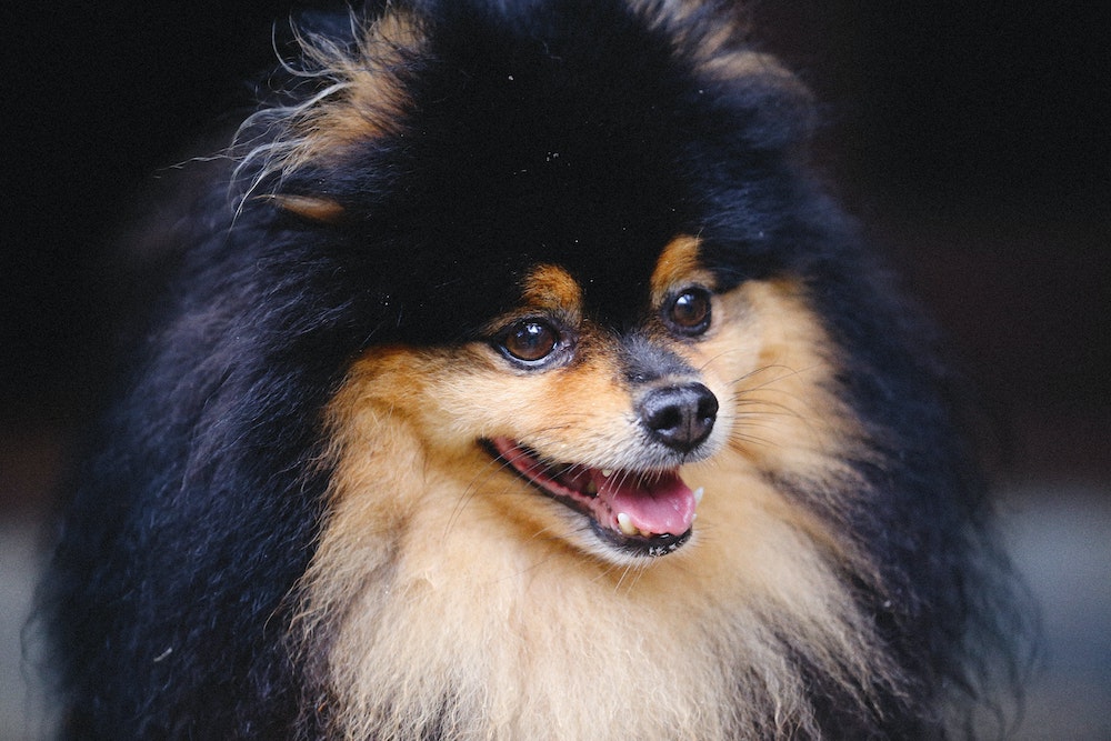 Fluffy black and tan dog facing the camera with its mouth open against a dark background