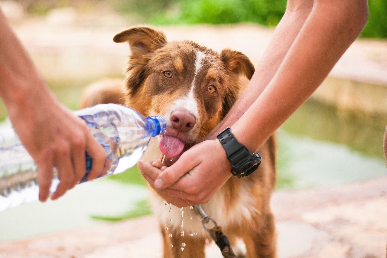 Dog drinks water from cupped hands as a person pours from a bottle outdoors