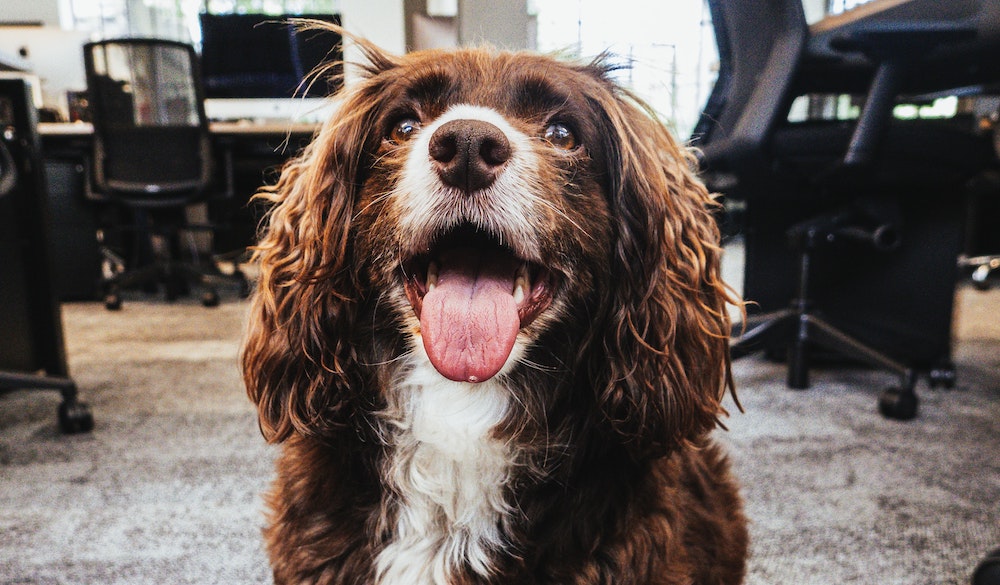 Brown and white dog sits in an office, looking at the camera with its tongue out