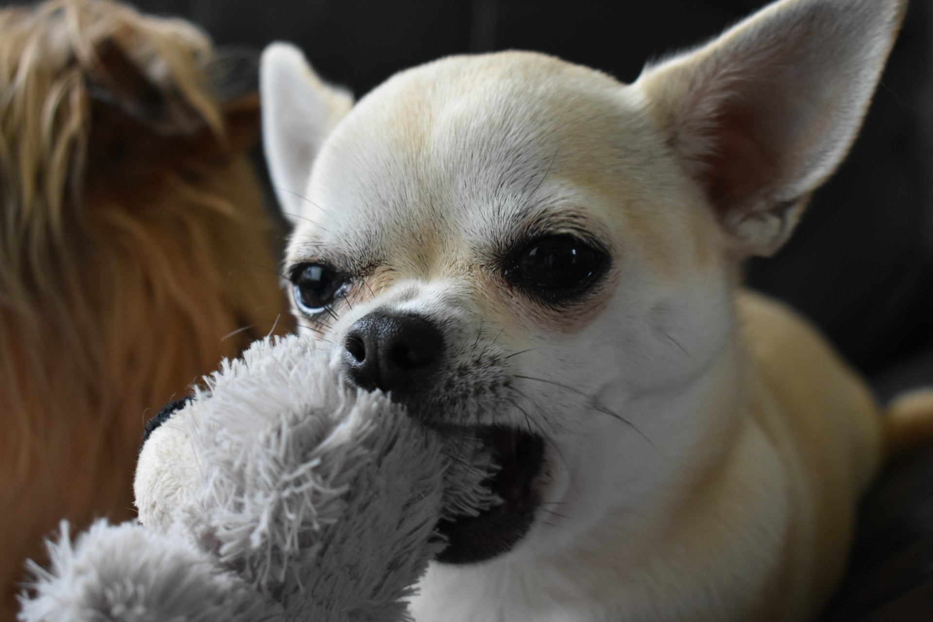 Small white dog chewing a fluffy plush toy indoors