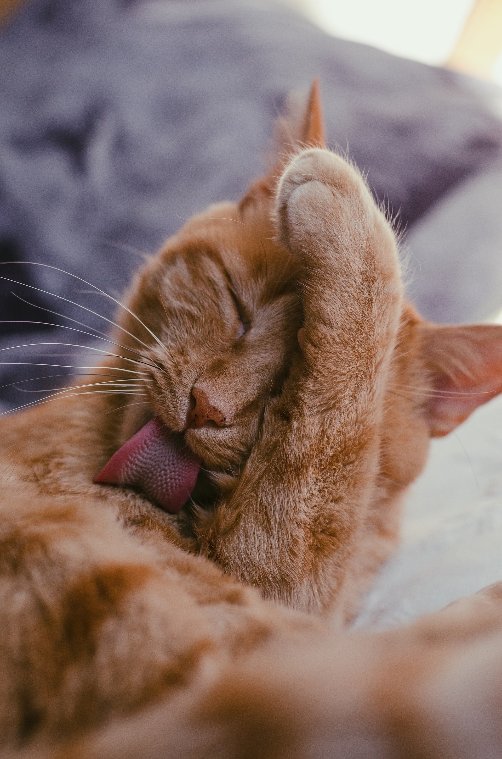 Orange cat grooming itself with a raised paw while resting on a soft blanket