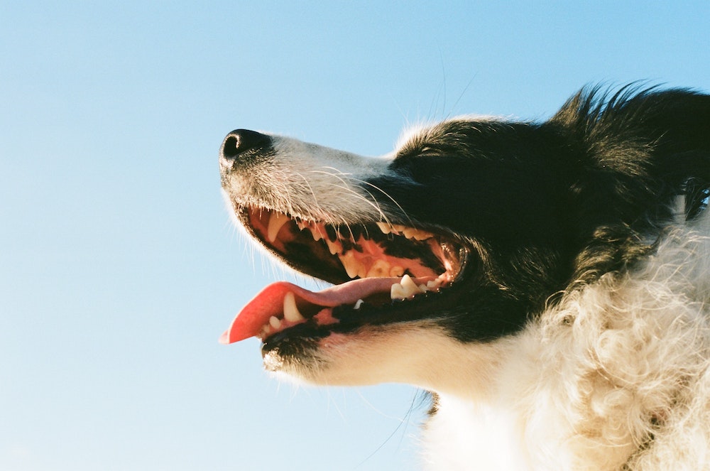 Black-and-white dog panting with its mouth open, showing its teeth against a blue sky