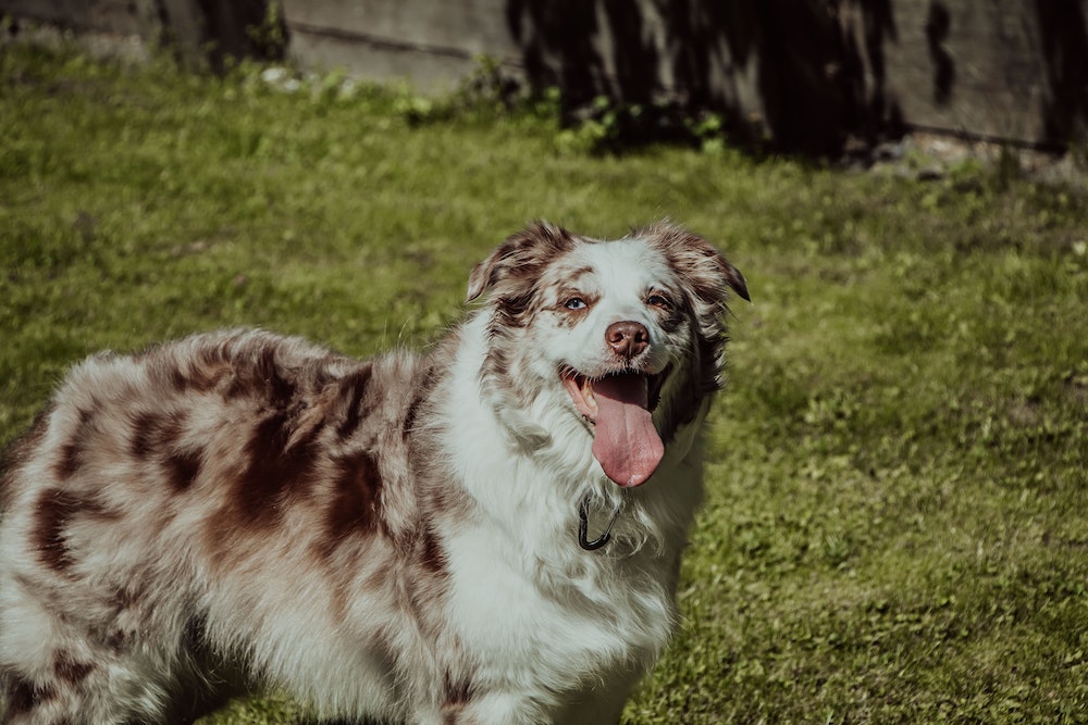 Happy dog sitting on grass outdoors