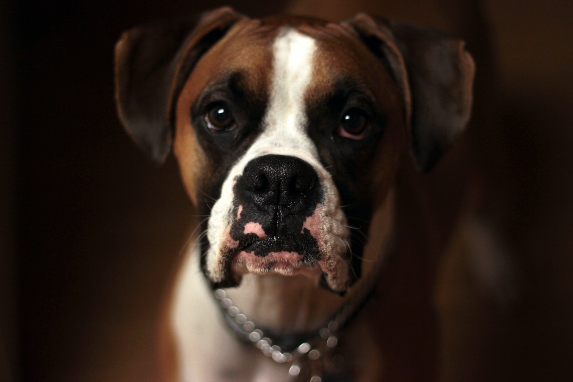 Close-up of a boxer dog staring at the camera while wearing a chain collar against a dark background