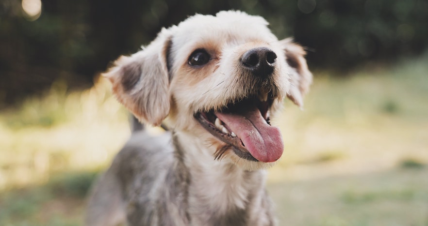 Small white and gray dog panting outdoors in a sunlit park