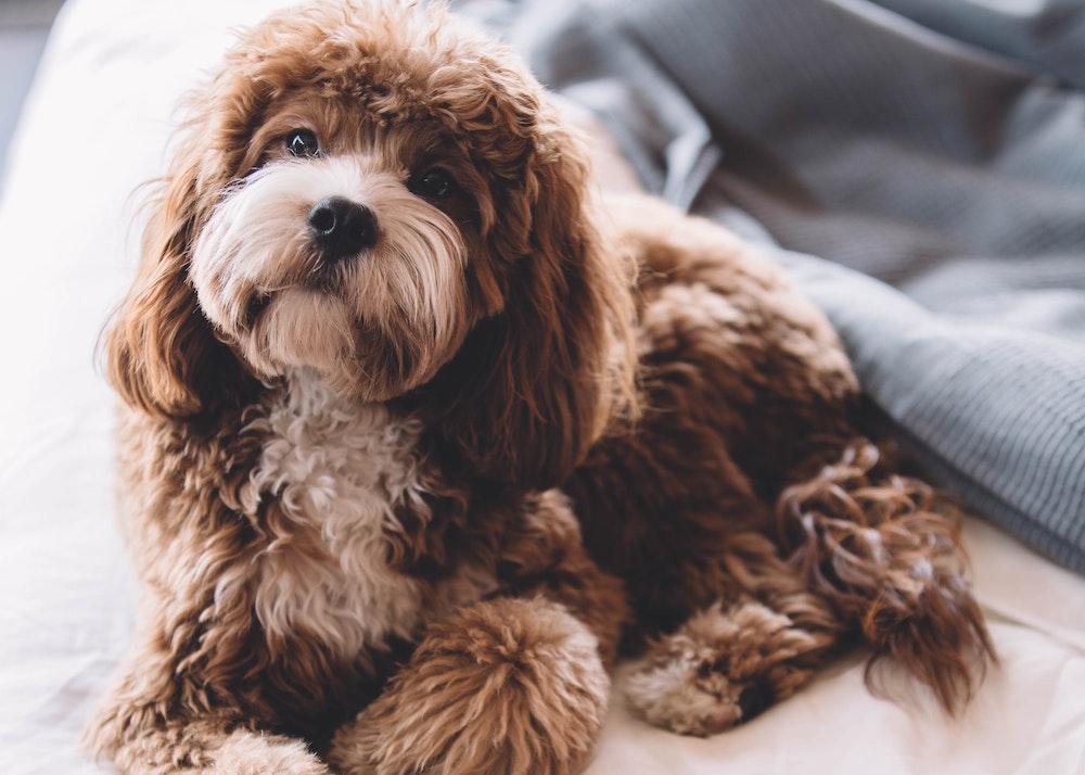 Curly brown and white dog lying on a bed and looking at the camera