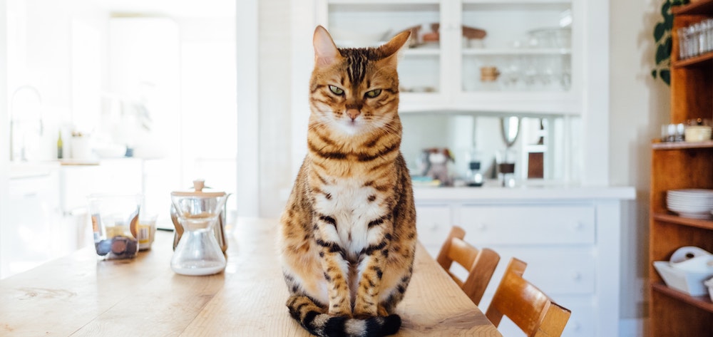 Tabby cat sitting on a kitchen table in a bright home