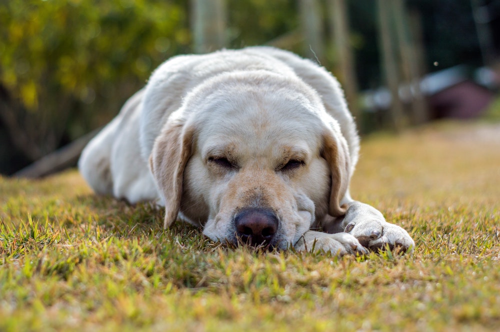 Cream-colored dog lying on grass outdoors with its head resting on its paws
