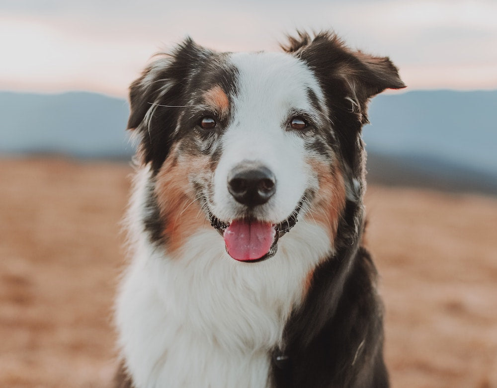 Black, white, and brown dog outdoors with blurred mountains in the background