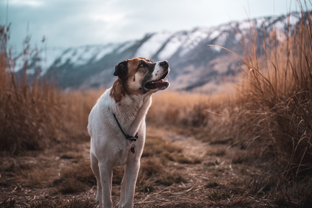 Dog standing on a trail in tall grass with snow-capped mountains in the background