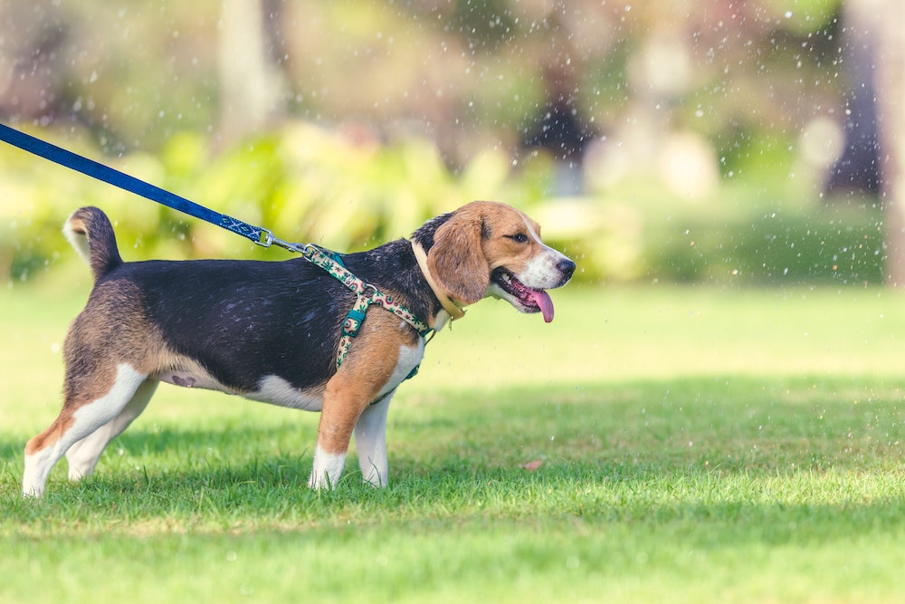 Beagle on a leash walking through a grassy park in the rain