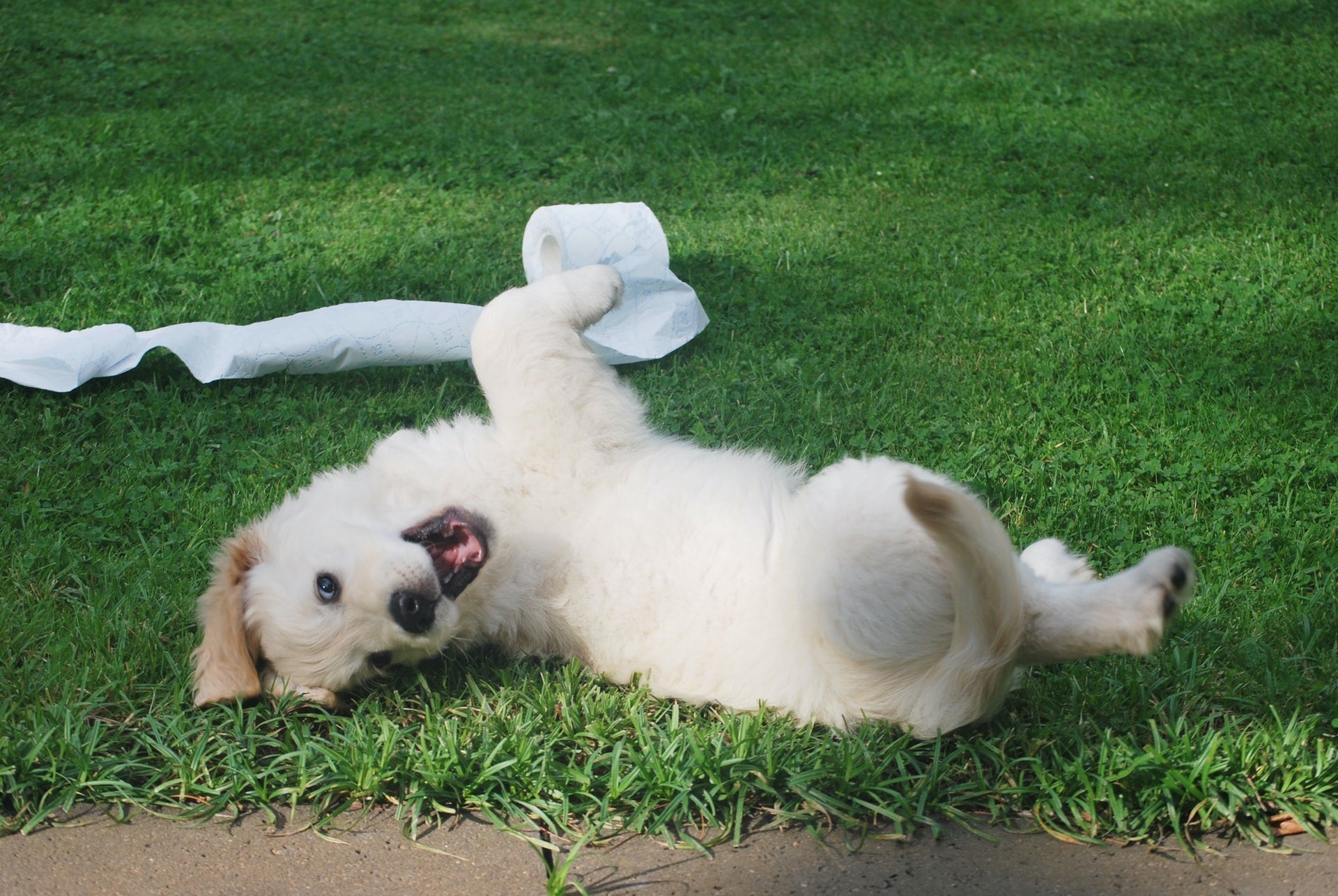 Puppy rolling on grass beside a roll of toilet paper