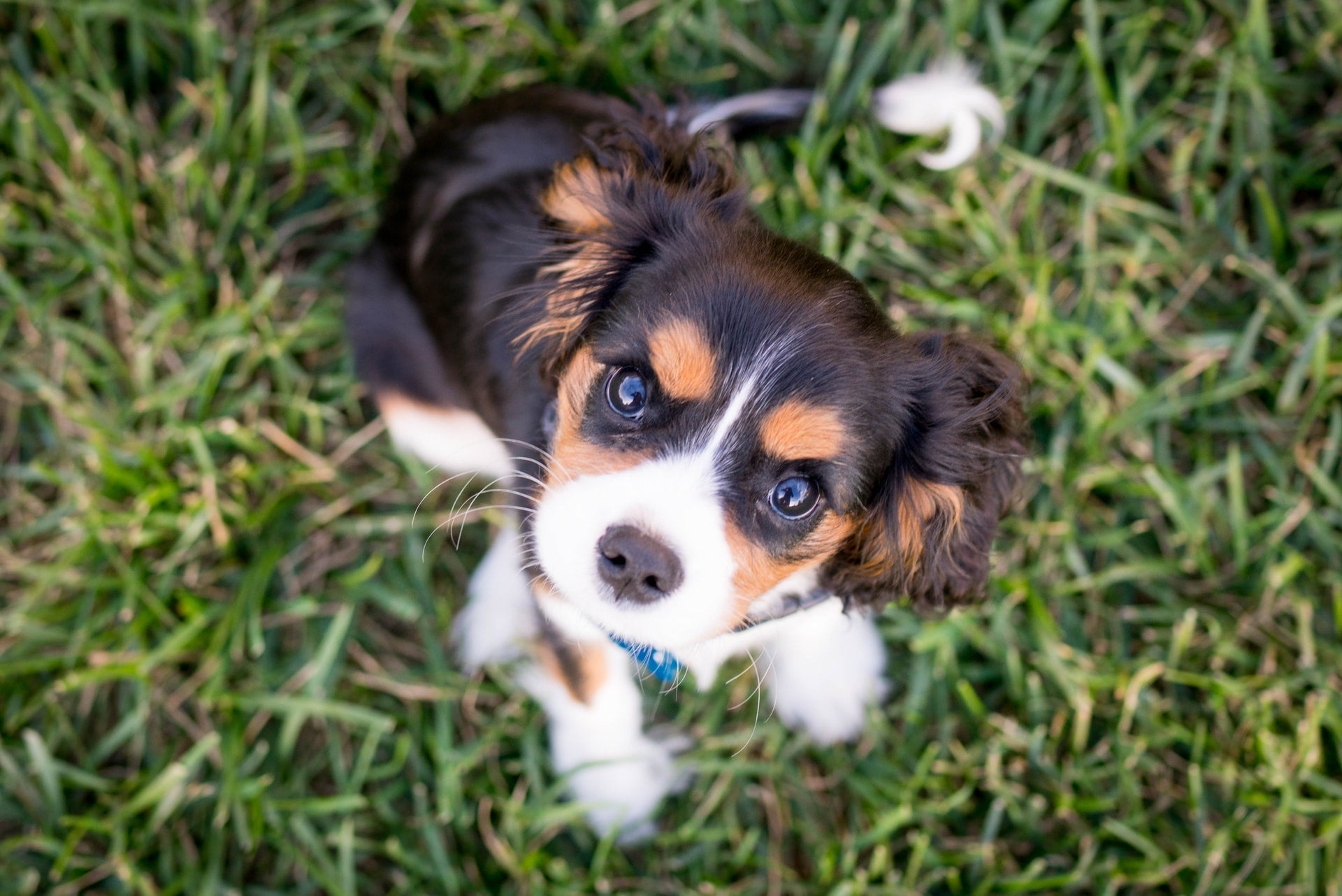 Tricolor puppy looking up while sitting in grass
