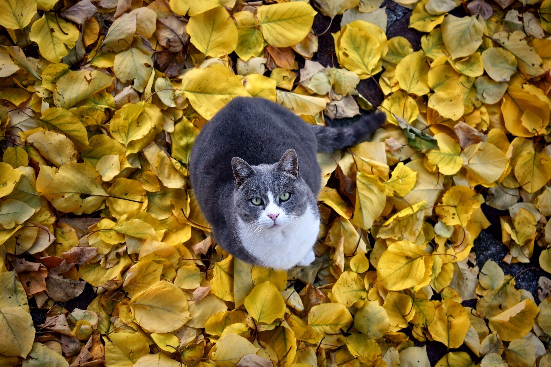 Gray and white cat sitting among fallen autumn leaves