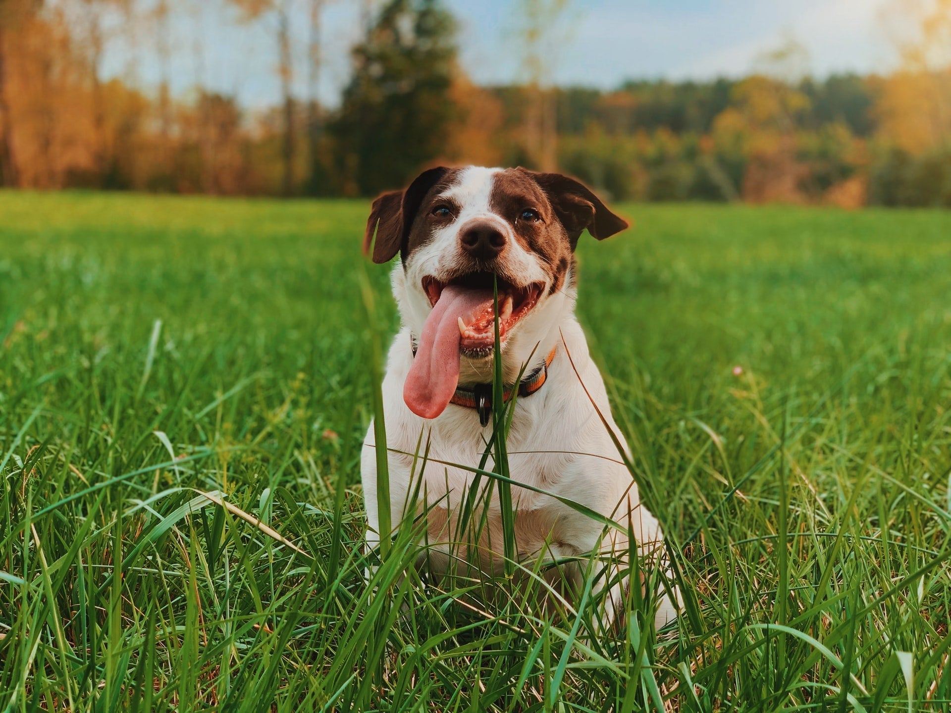 Dog chews grass in a field