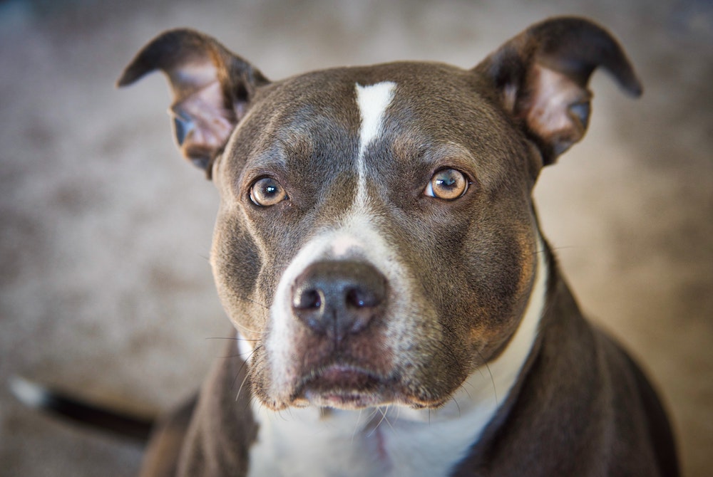 Close-up portrait of a brown and white dog with upright ears