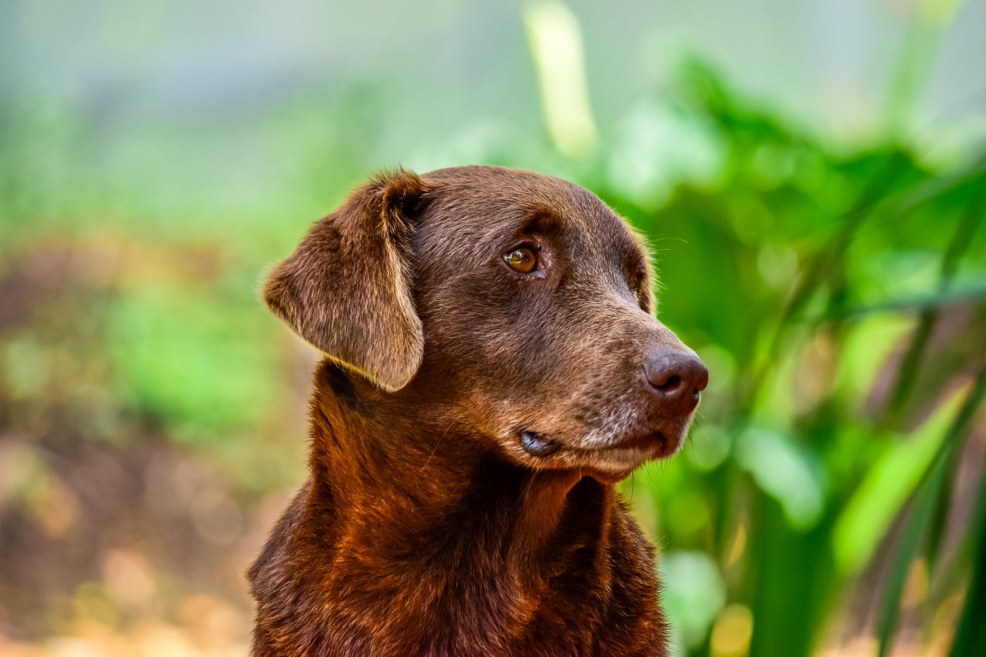 Brown dog posing outdoors against a blurred green background