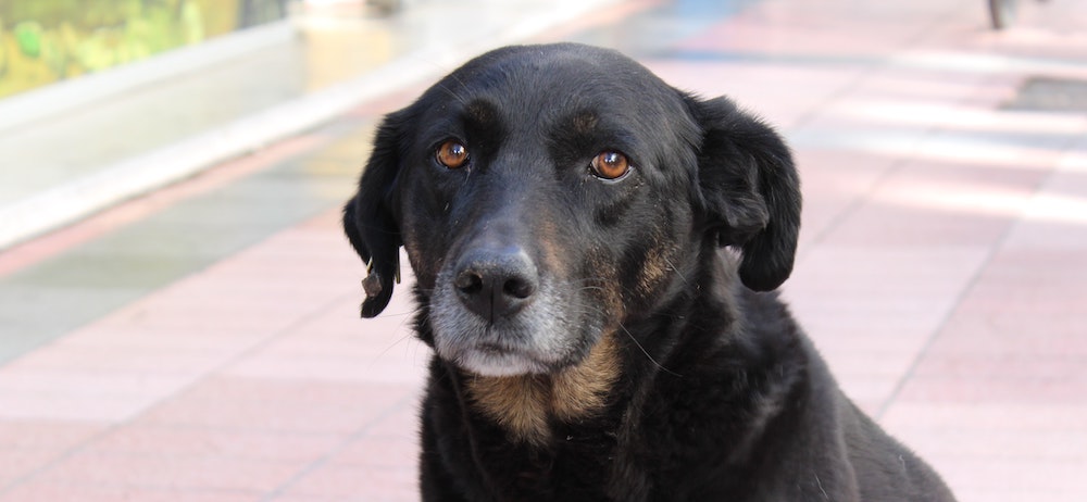 Senior black dog sitting outdoors on a paved walkway
