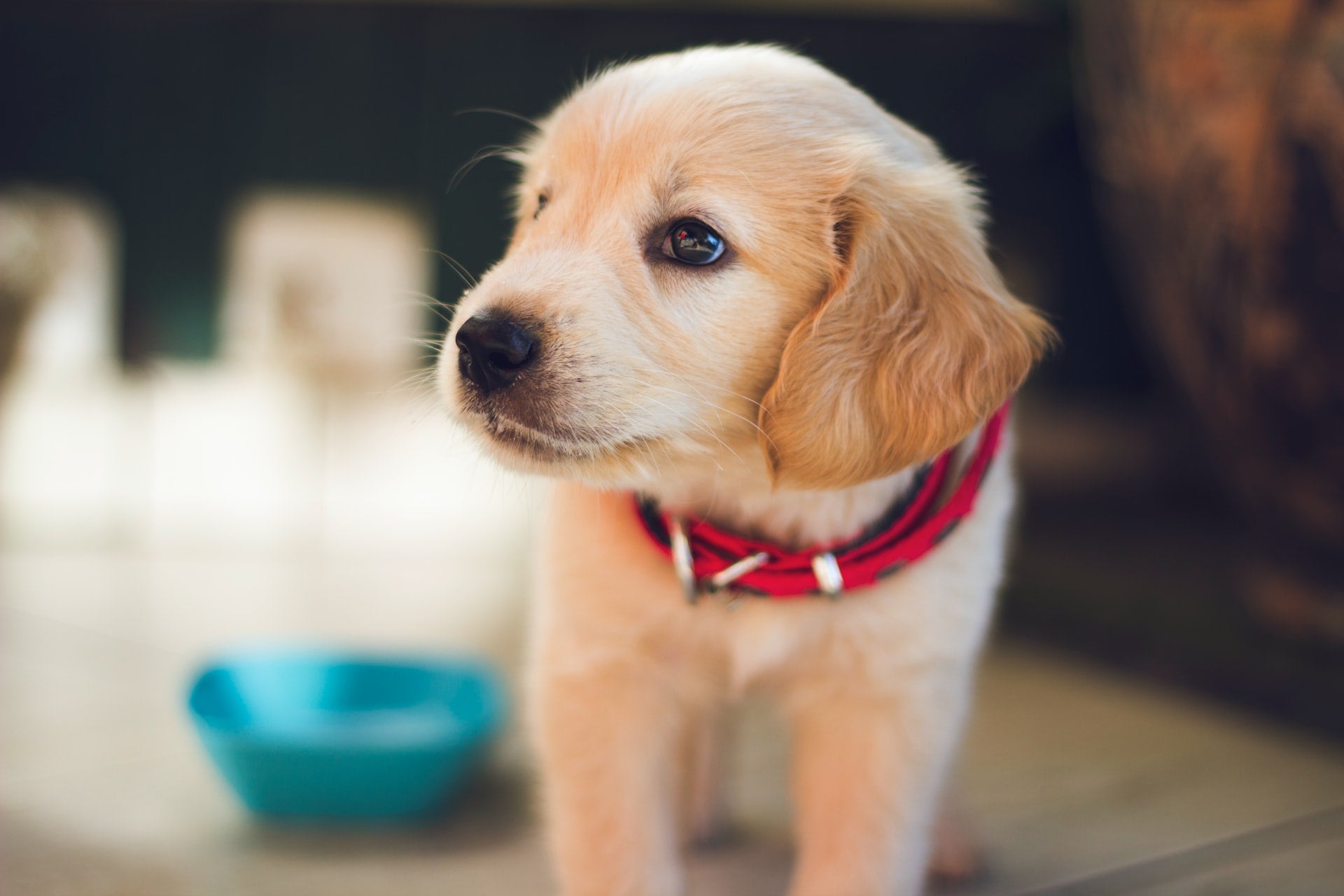 Golden retriever puppy wearing a red collar beside a blue bowl indoors