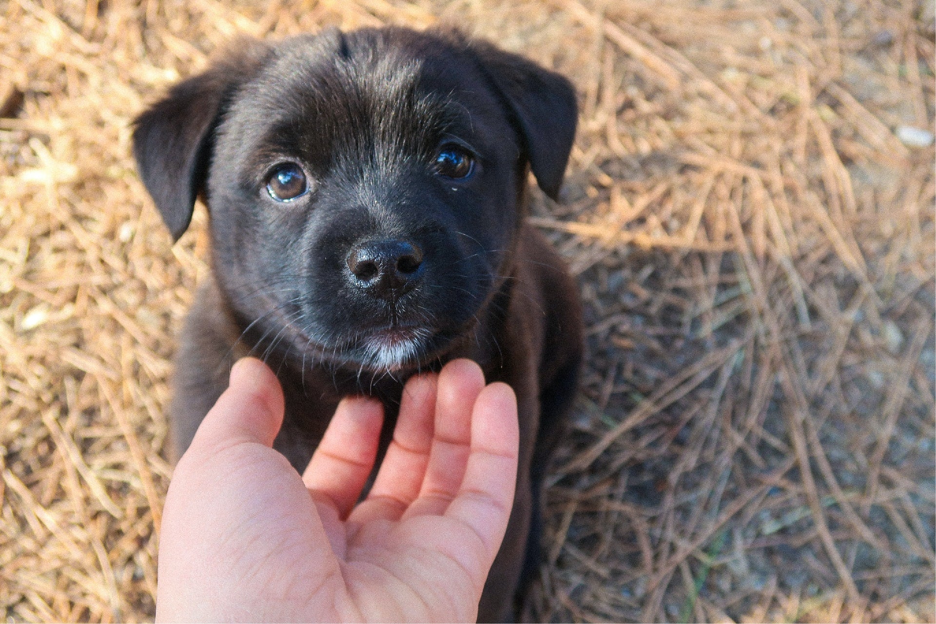 Black puppy looking at the camera while a person gently pets its chin outdoors