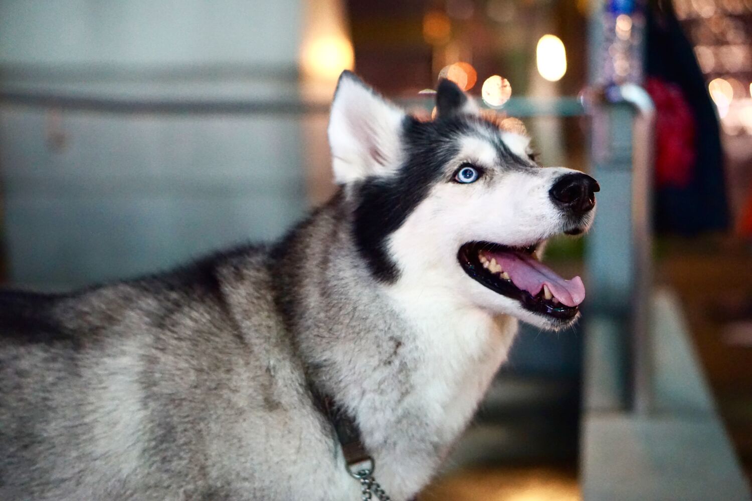 Black and white husky looking upward with mouth open against blurred indoor lights