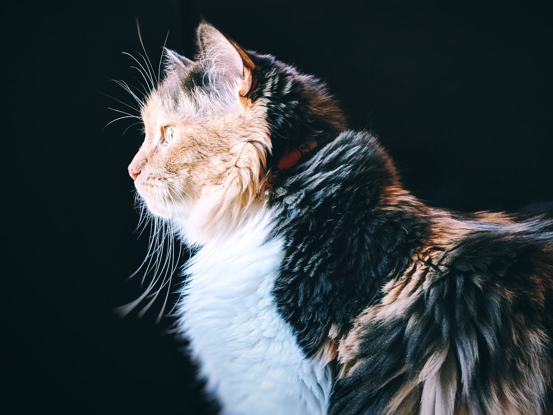 Long-haired cat gazing left against a dark background