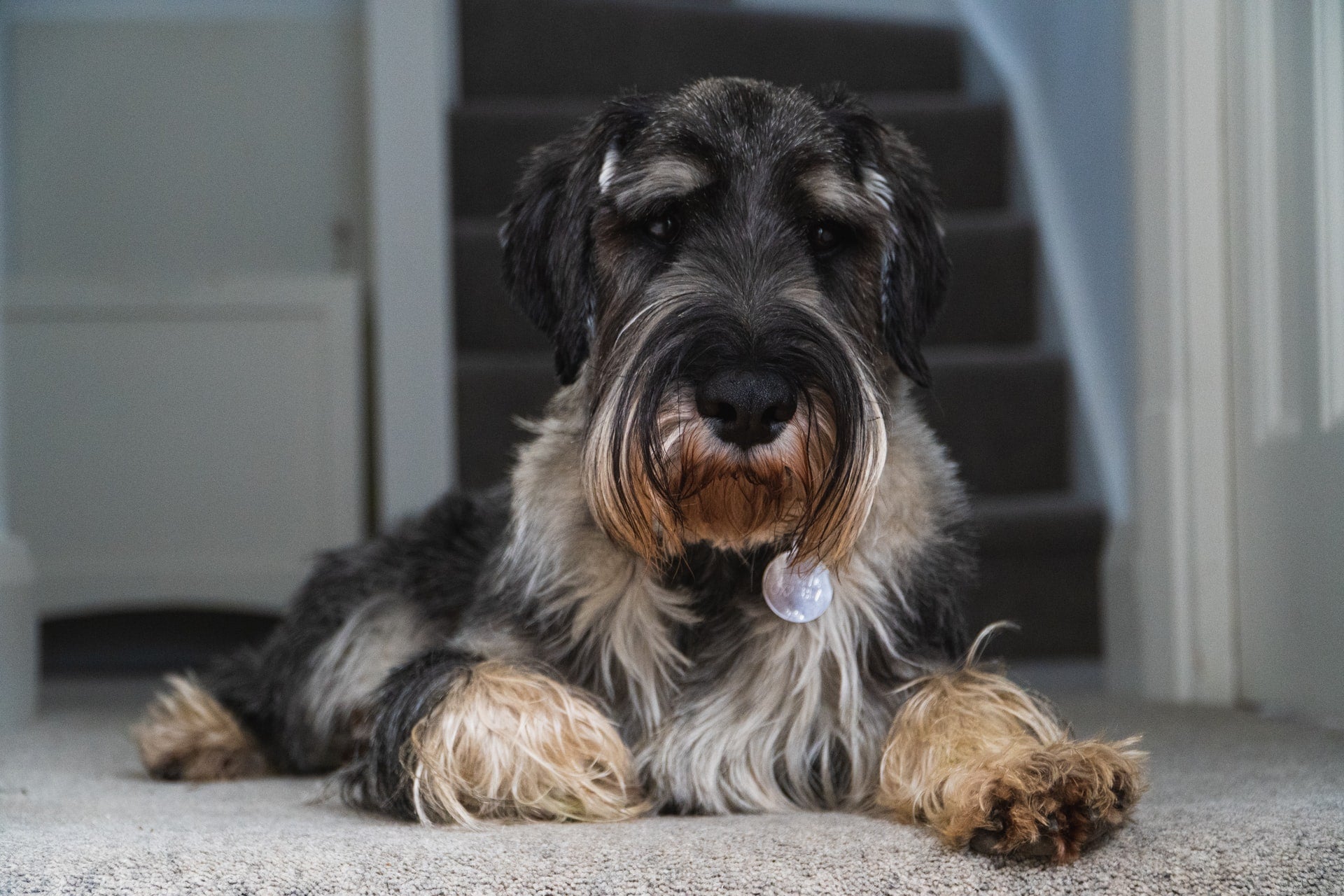 Black and gray dog lying on a carpet indoors