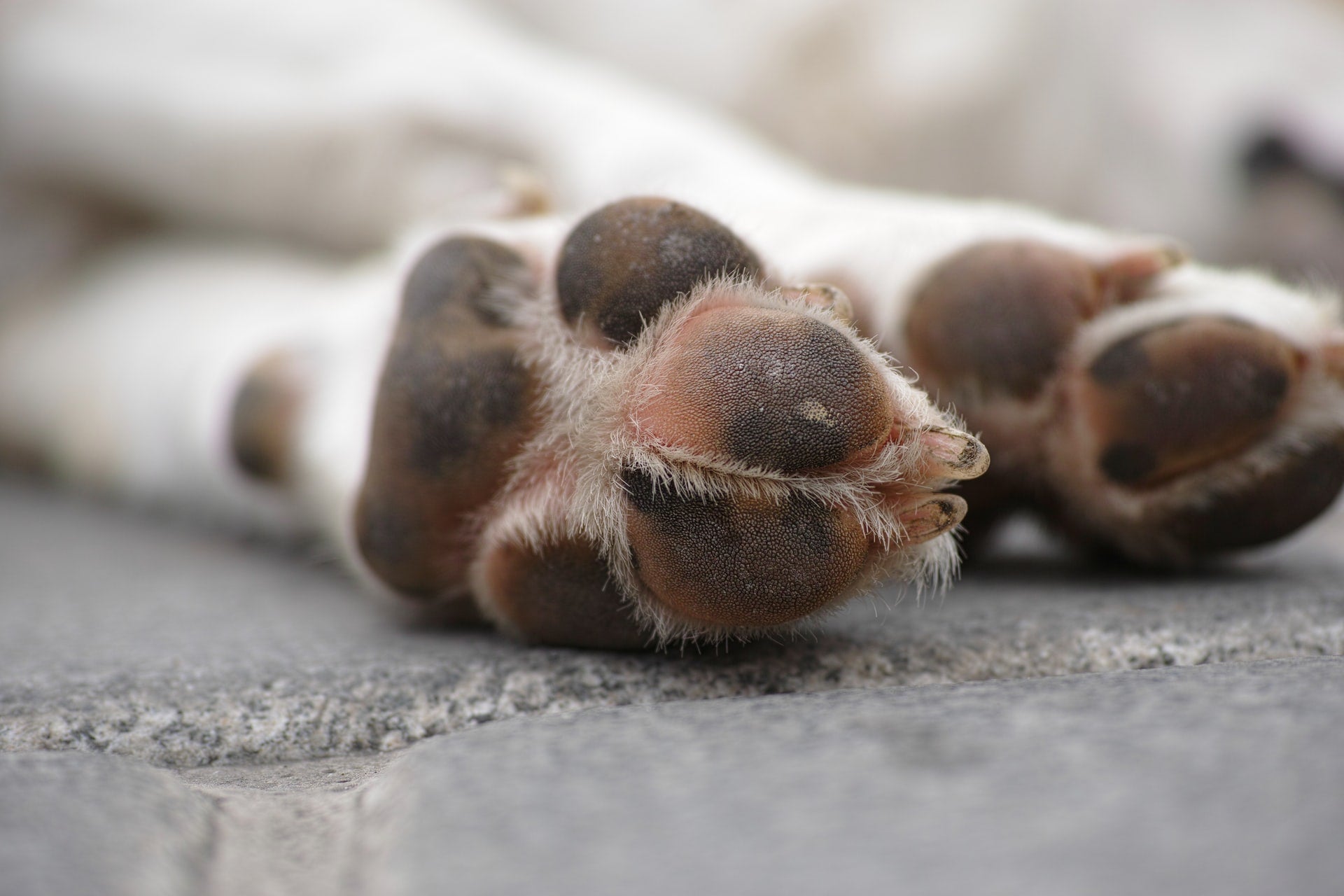 Dog rests its paws on pavement in a close-up view