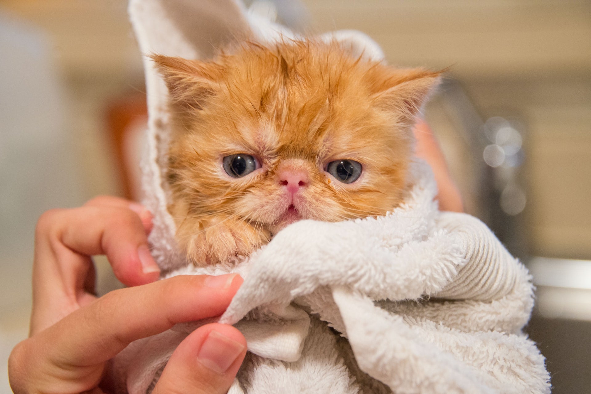 Orange cat being dried with a white towel by a person