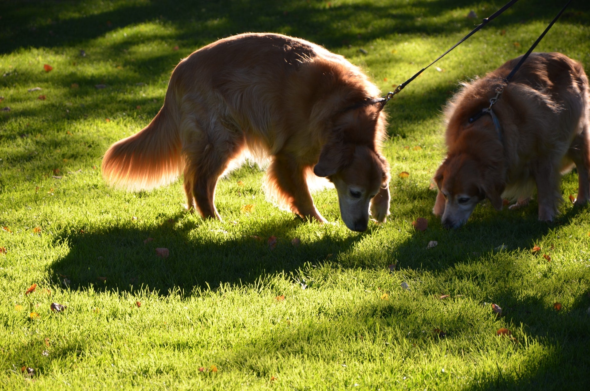 Two dogs sniff grass on leashes in a sunny park