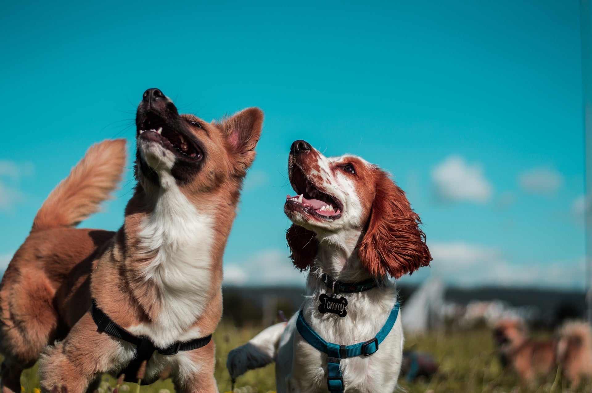 Two dogs looking upward outdoors under a bright blue sky