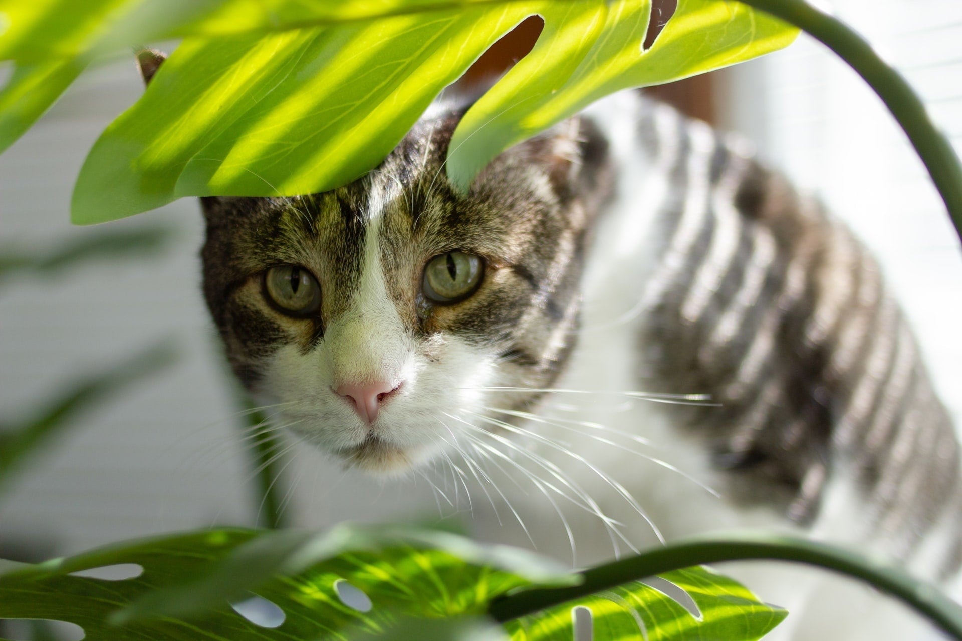 Tabby cat peering through lush green houseplant leaves