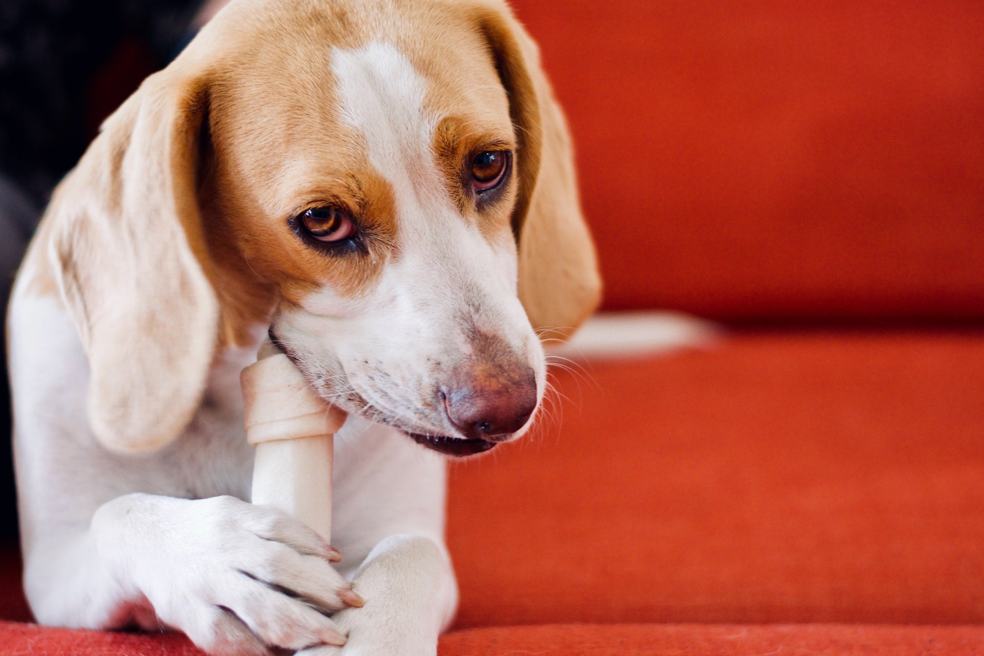 White and brown dog chewing a bone while resting on a red couch