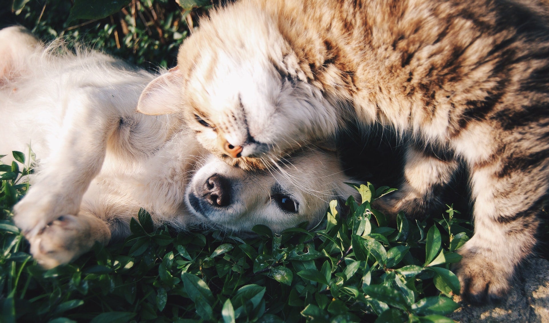 Dog and tabby cat resting together among green leaves