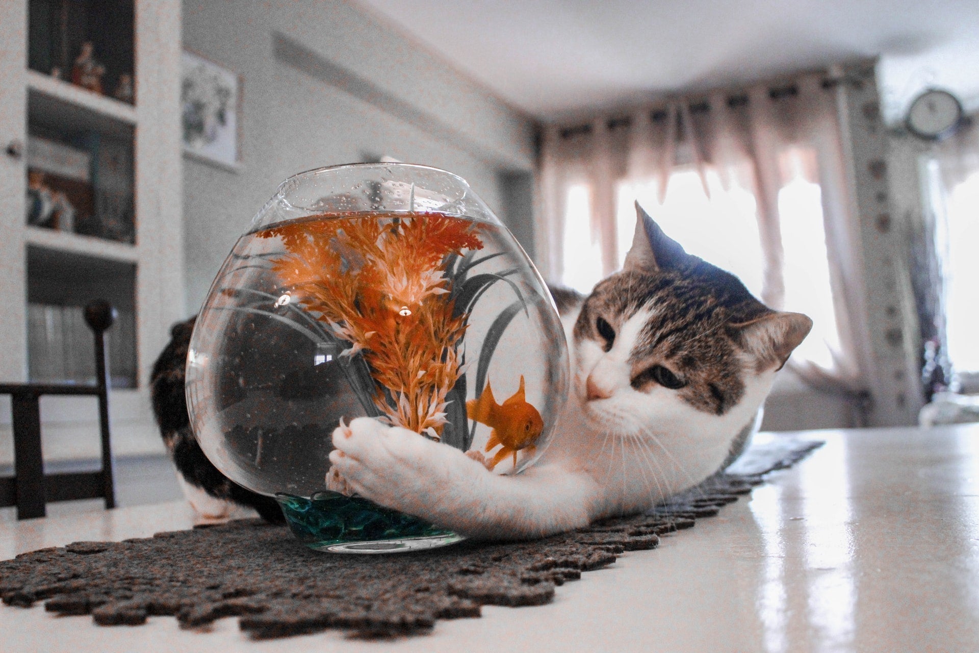 Cat reaching into a fishbowl on a table in a bright home