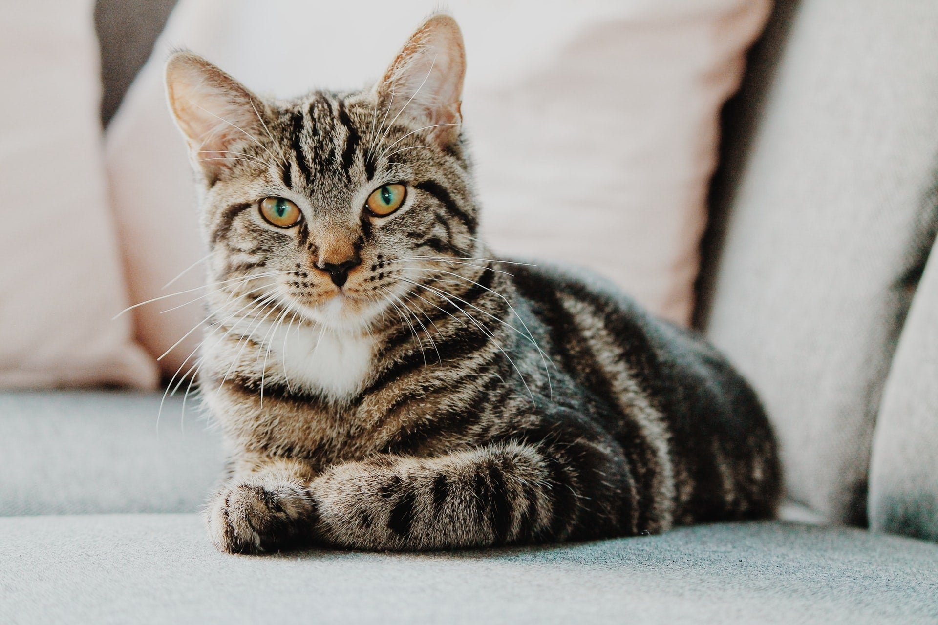 Tabby cat resting on a couch with its paws tucked under its body