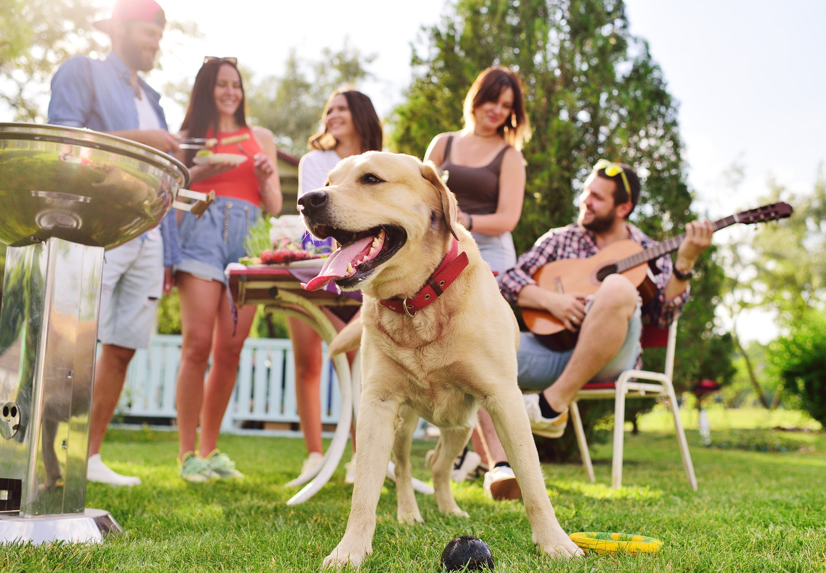 Yellow dog panting at a sunny park picnic with friends, a grill, and a guitar