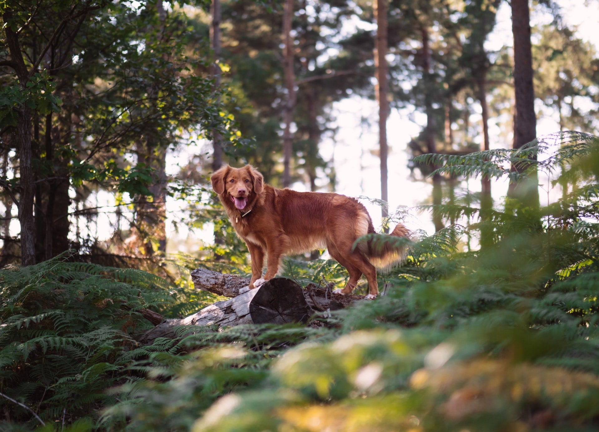 Brown dog standing on a fallen tree in a forest