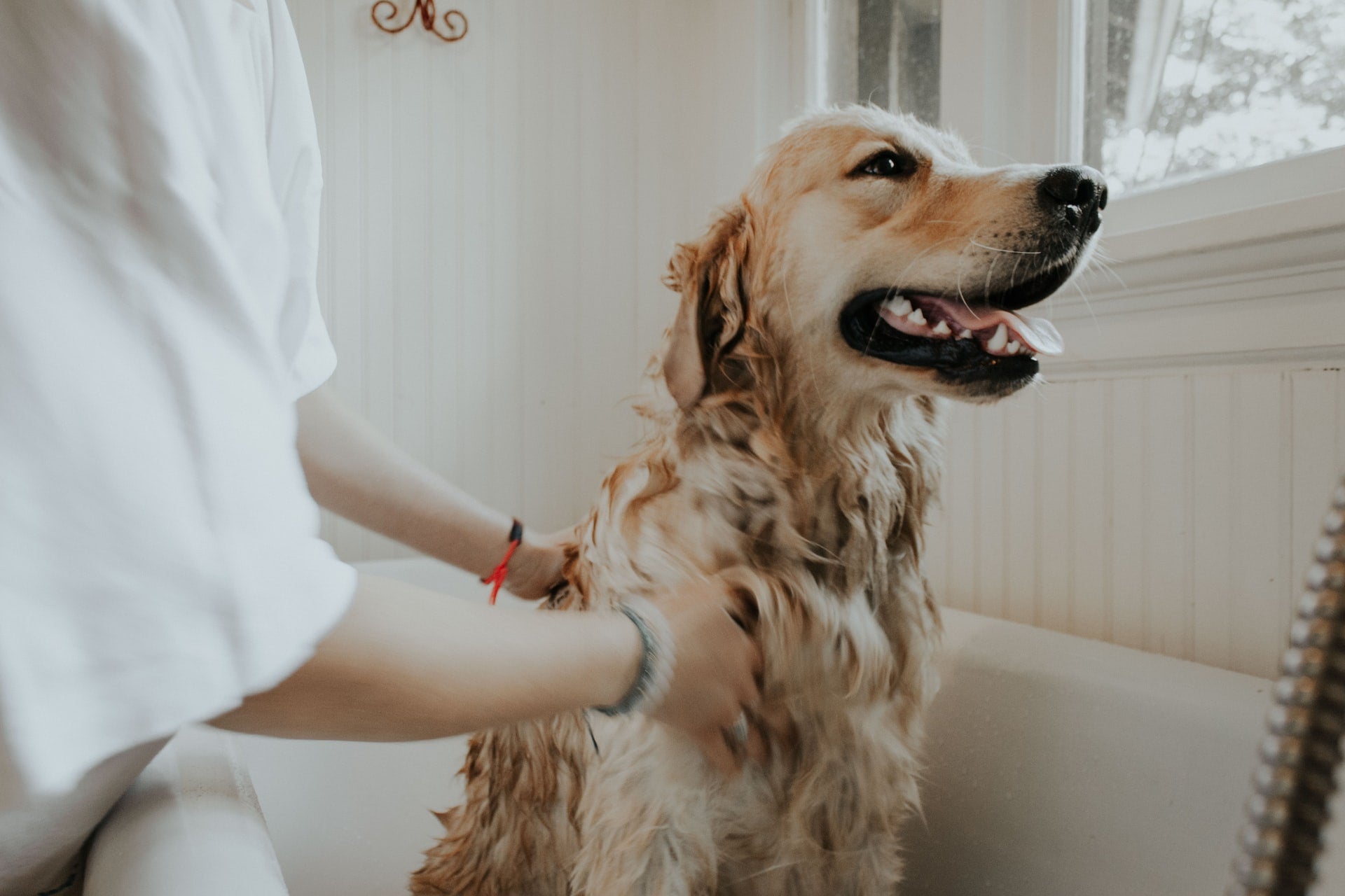 Person grooming a wet golden retriever in a bathtub near a bright window