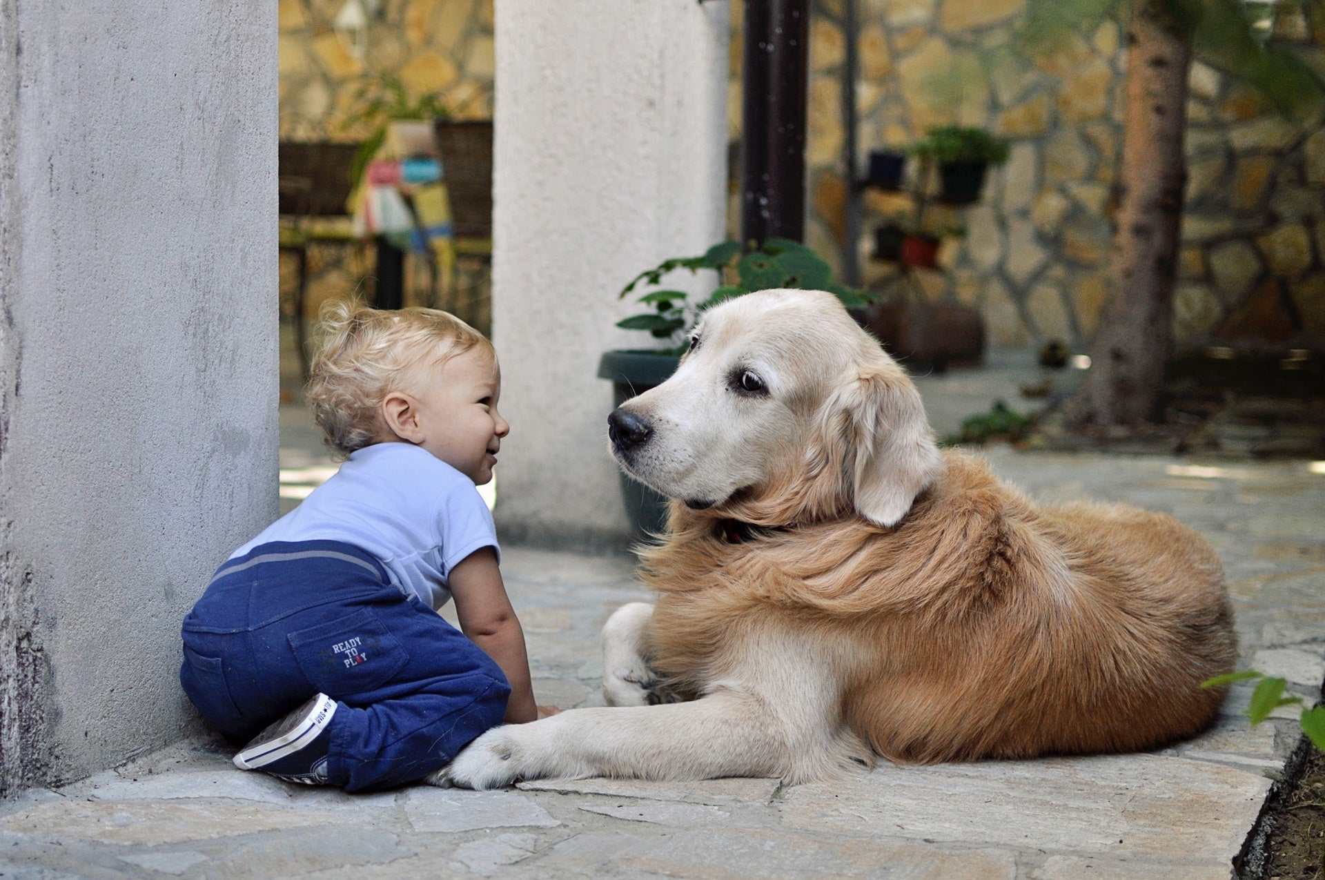 Toddler sitting beside a golden retriever on a sunlit outdoor patio