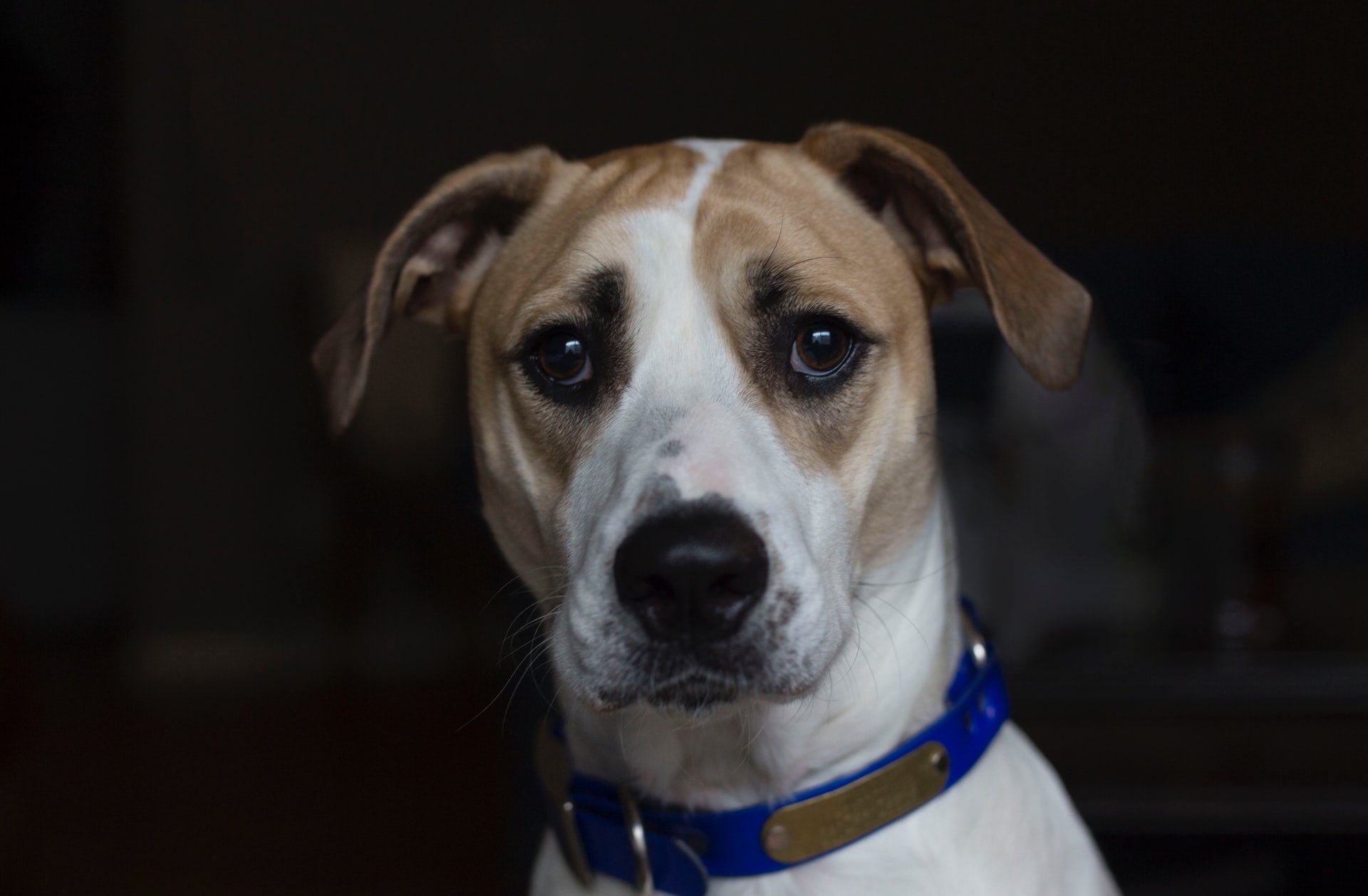 Worried dog wearing a blue collar and looking toward the camera in a dark indoor setting