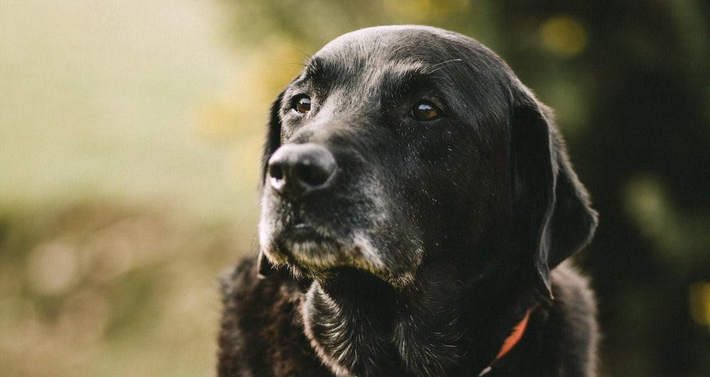 Black dog looking upward outdoors with an orange collar and blurred green background