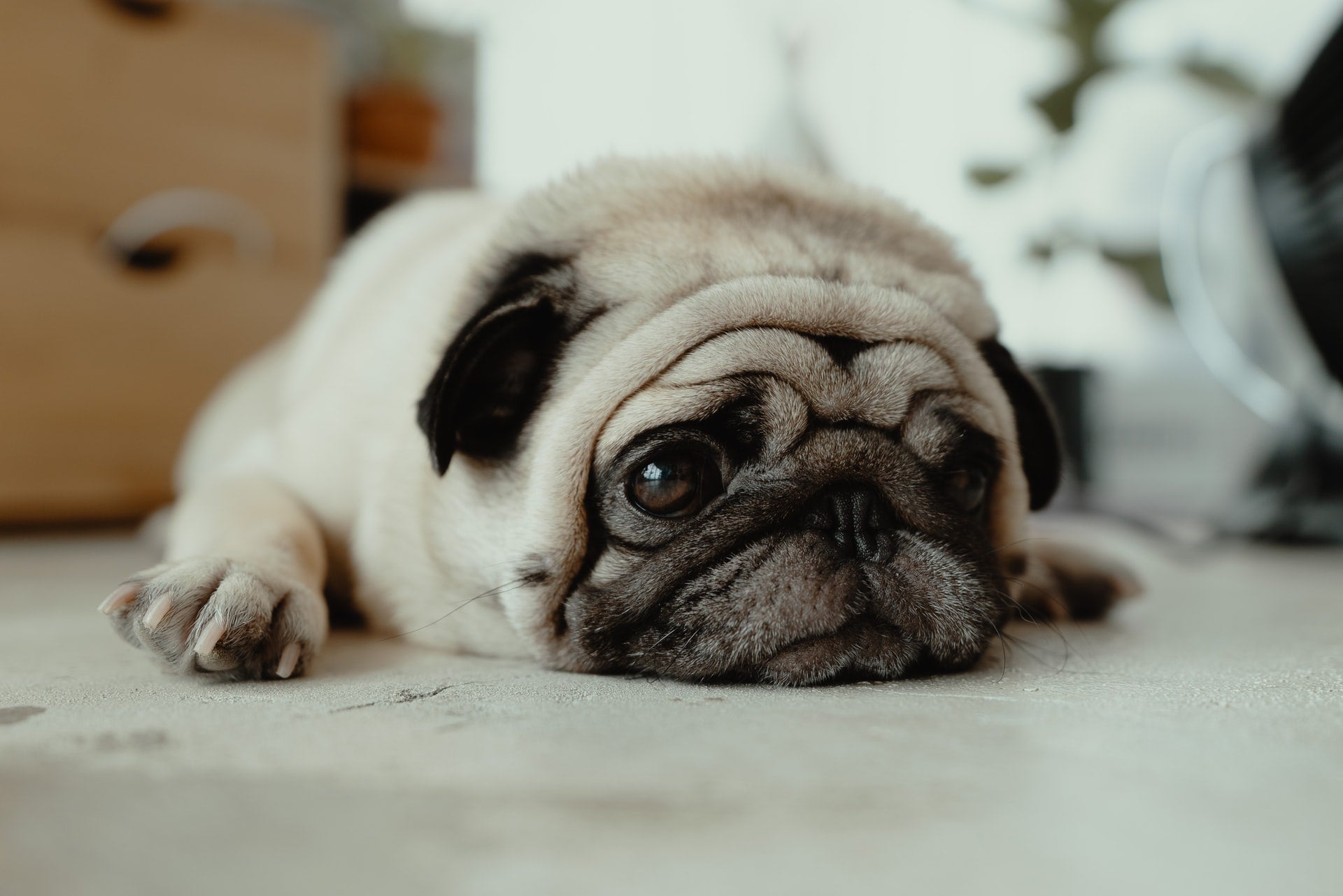 Pug lying on the floor with its head down, appearing uncomfortable indoors